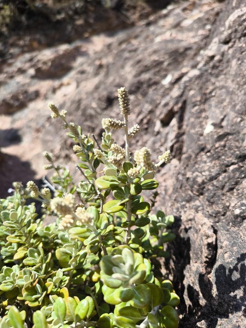 Paraerva revoluta photo 7