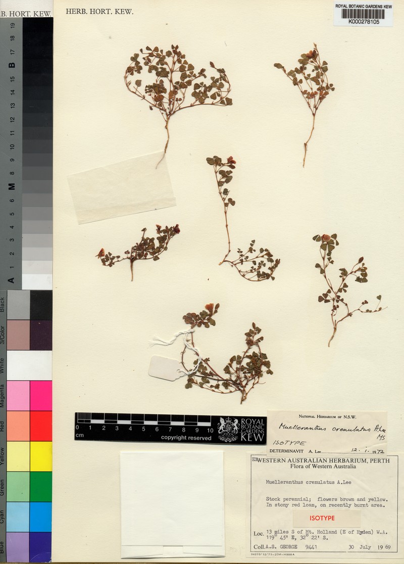 Paragoodia crenulata