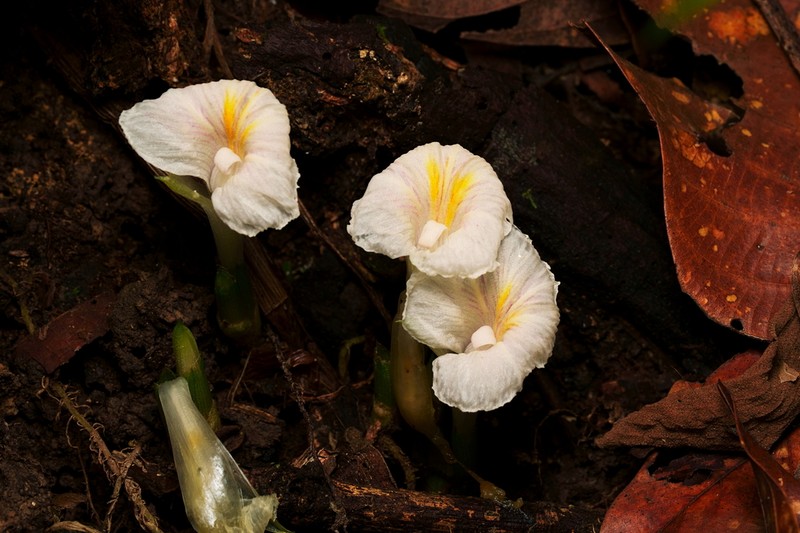 Parahellenia borneensis