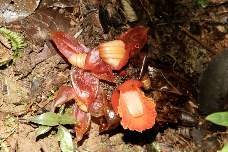 Parahellenia globosa