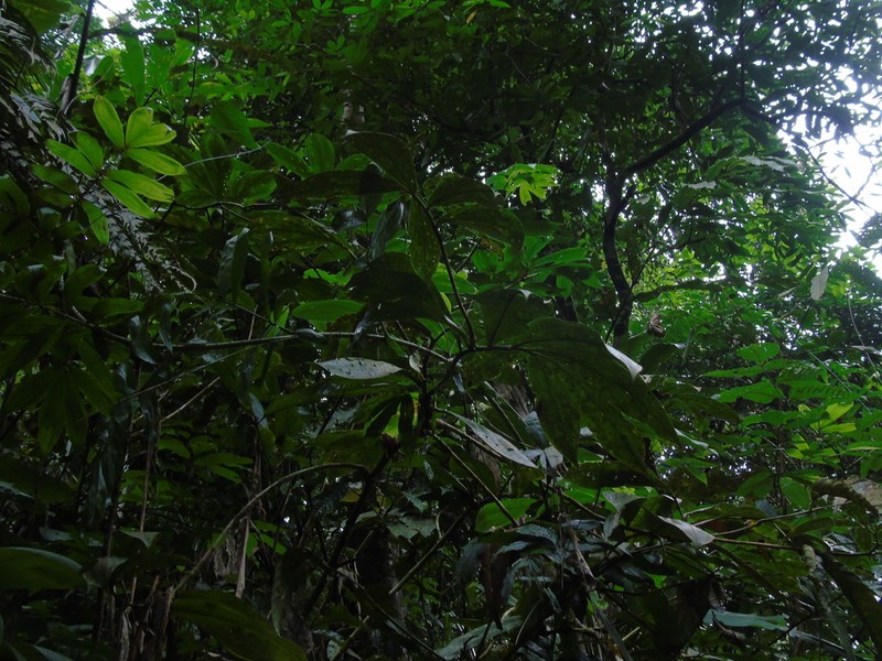 Parahellenia globosa photo 2