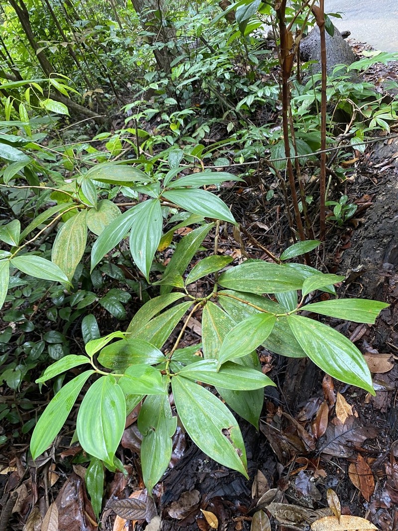 Parahellenia globosa photo 3