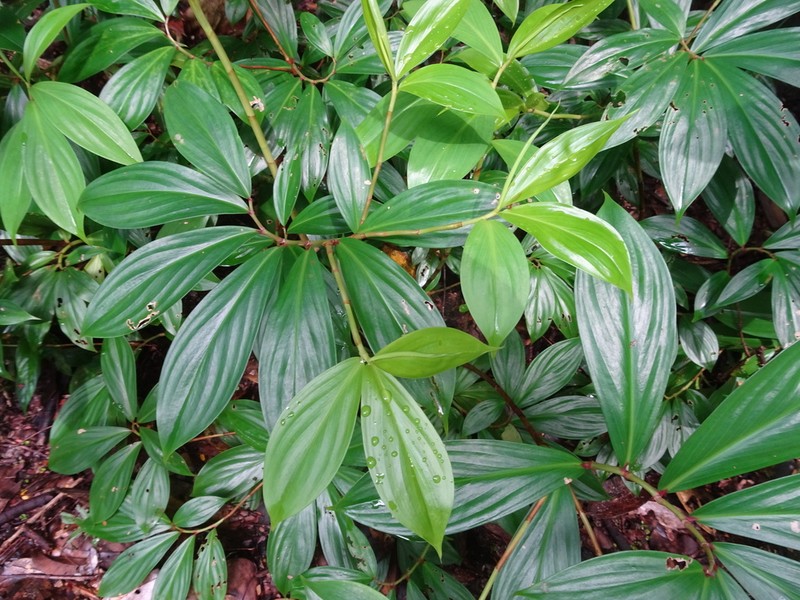 Parahellenia globosa photo 4