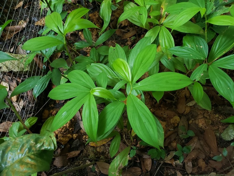 Parahellenia globosa photo 5