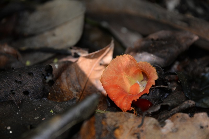 Parahellenia globosa photo 6