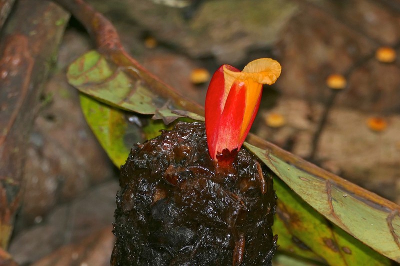 Parahellenia globosa photo 8