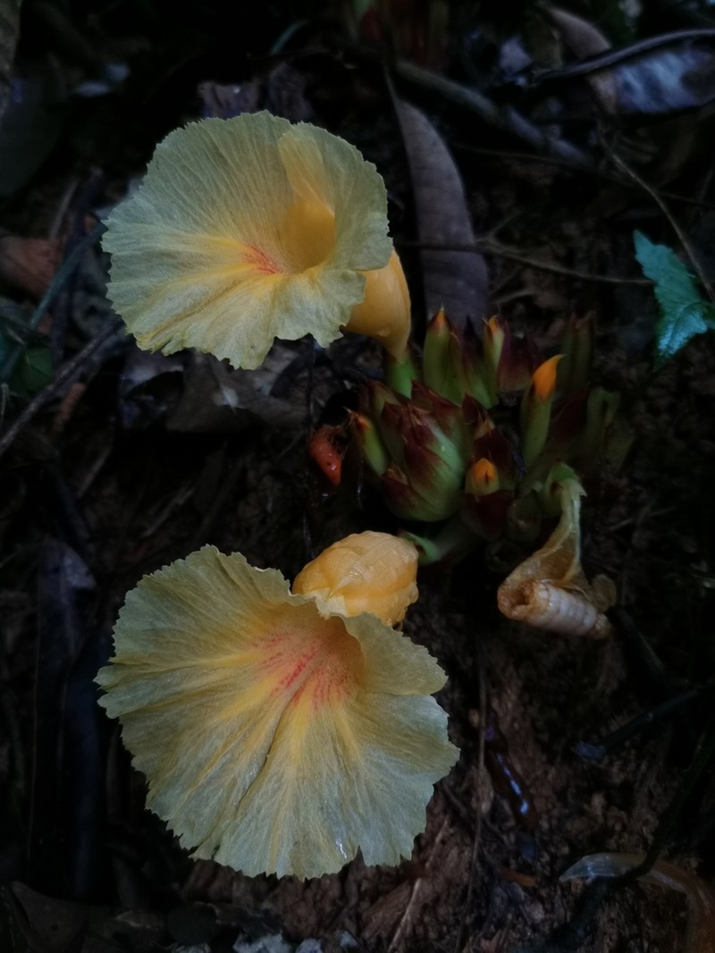 Parahellenia yunnanensis