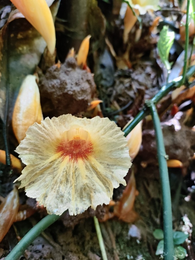 Parahellenia yunnanensis photo 2