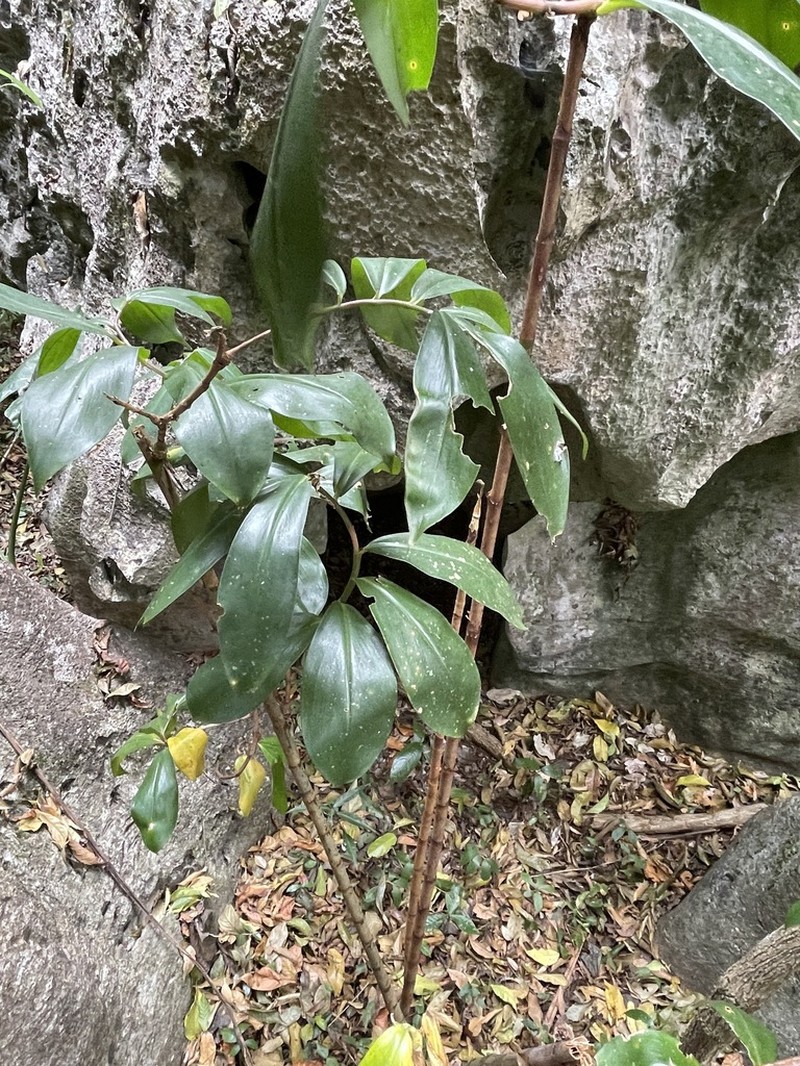Parahellenia yunnanensis photo 3