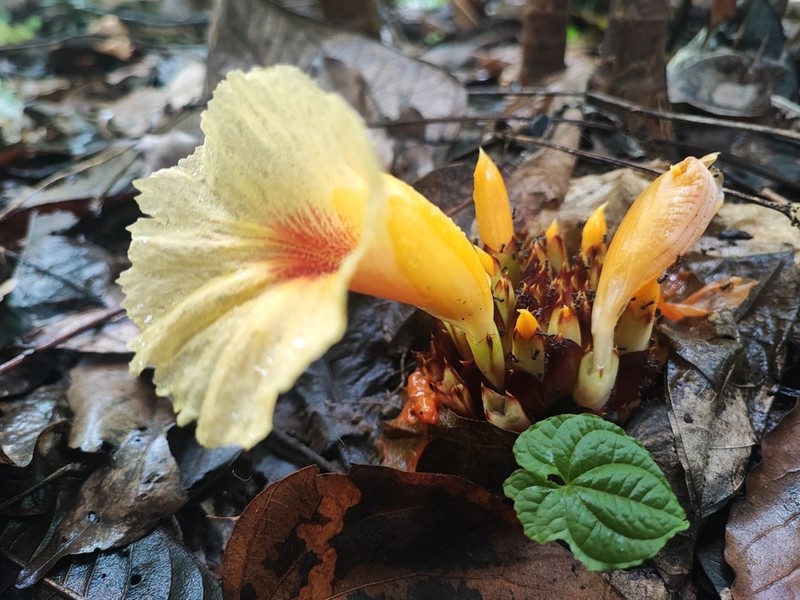 Parahellenia yunnanensis photo 5