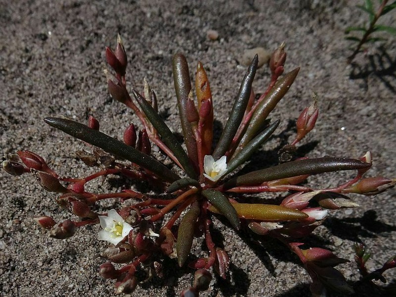 Parakeelya petrophila