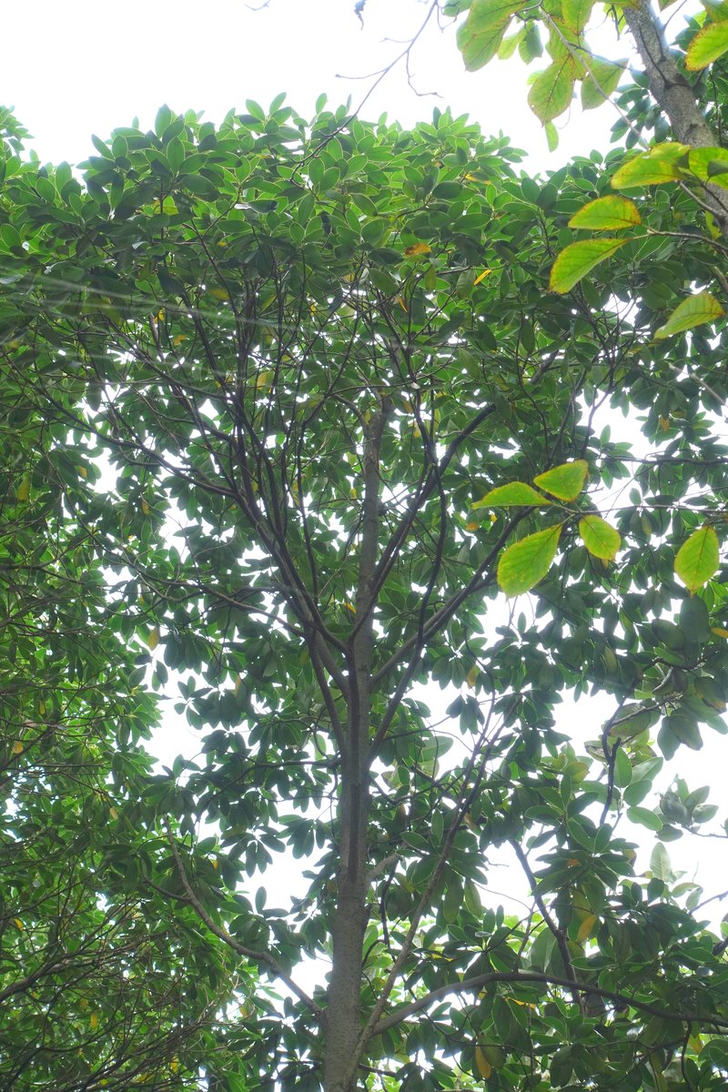 Eastern Joy Lotustree