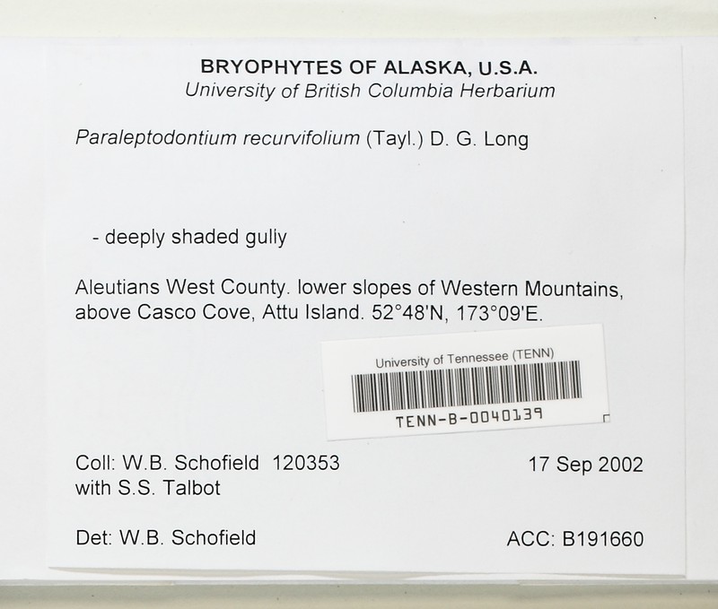 Recurved Leaf Paraleptodontium Moss