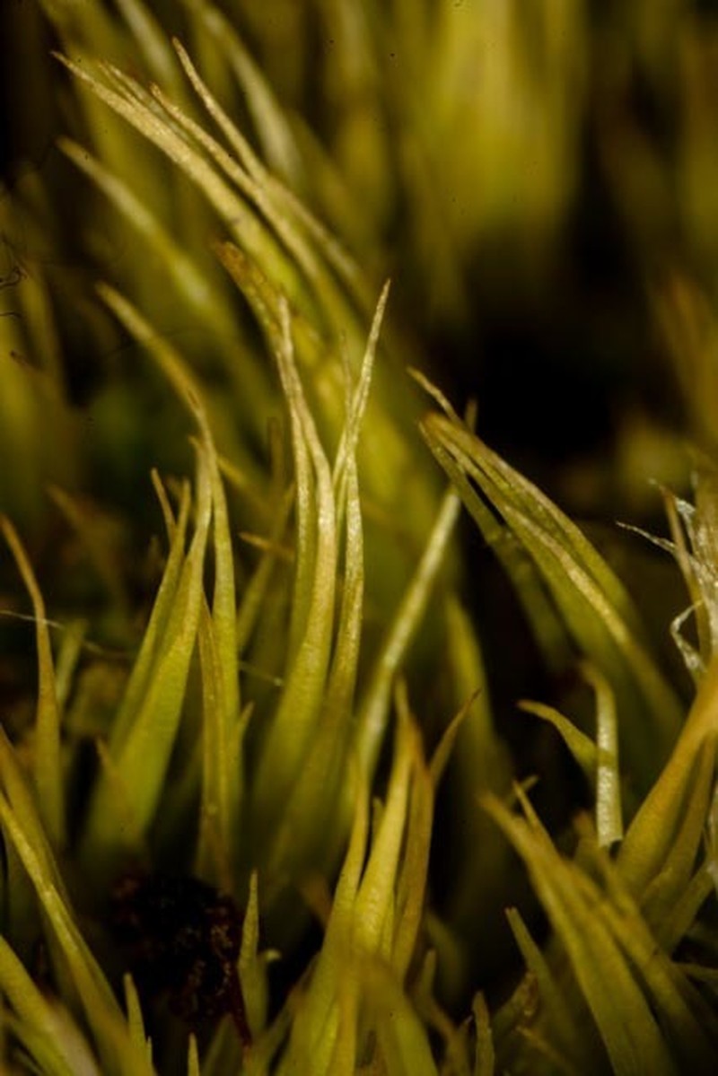 Paraleucobryum Moss