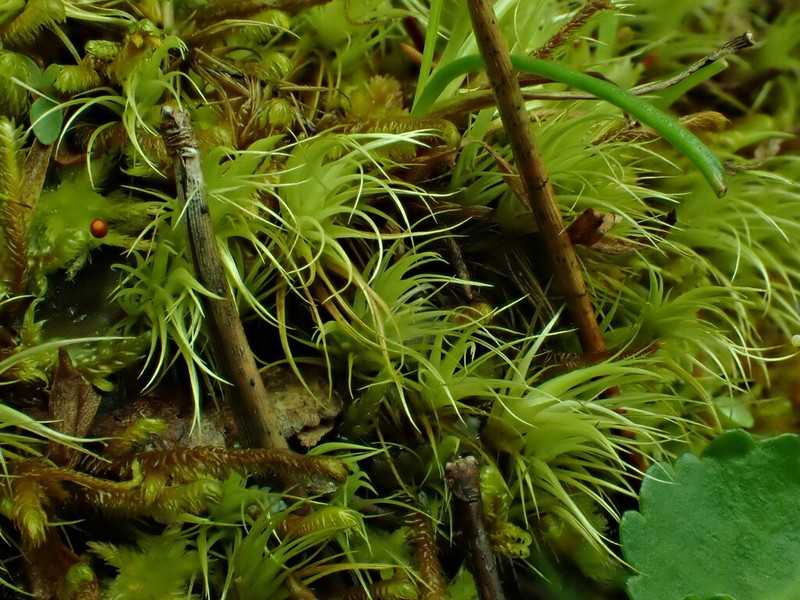 Paraleucobryum Moss photo 2