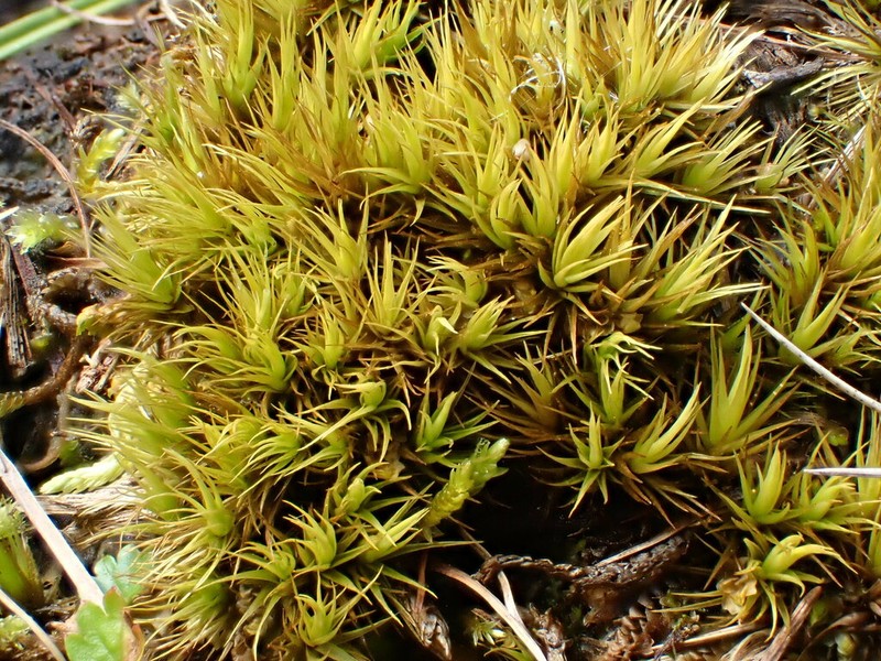 Paraleucobryum Moss photo 3