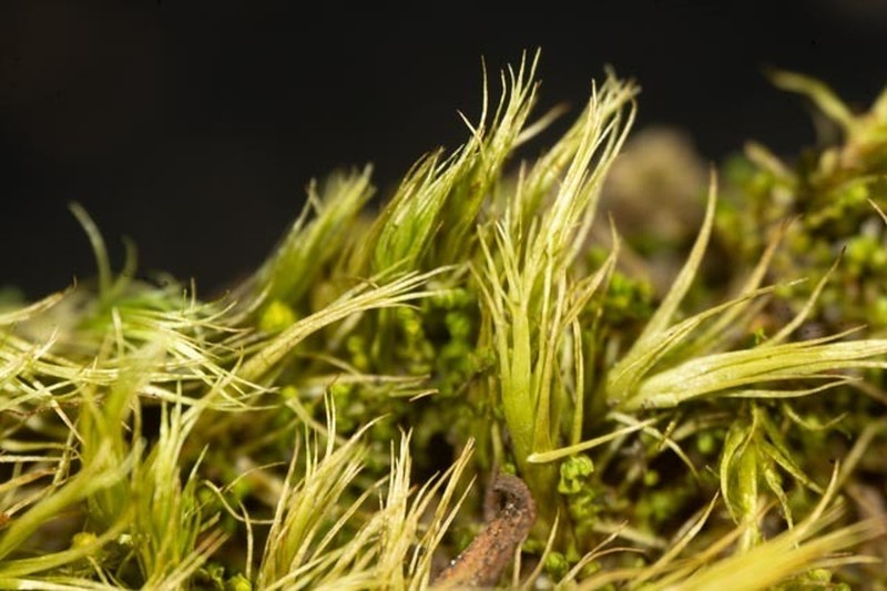 Paraleucobryum Moss photo 4