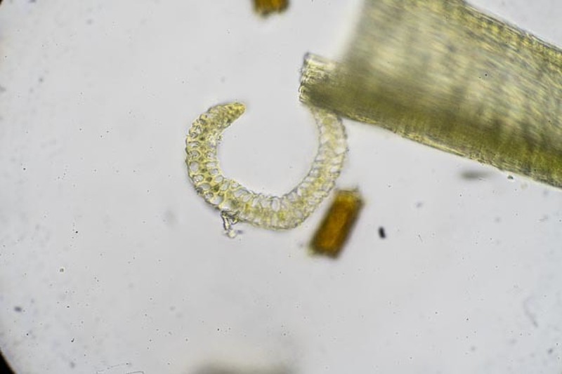 Paraleucobryum Moss photo 5