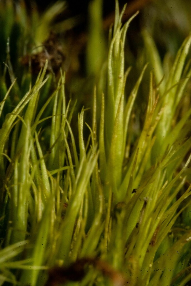 Paraleucobryum Moss photo 6