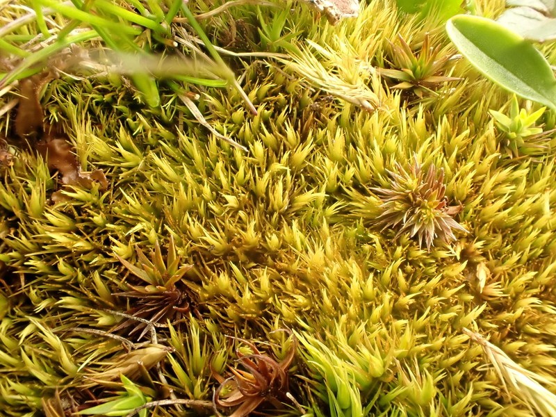 Paraleucobryum Moss photo 7