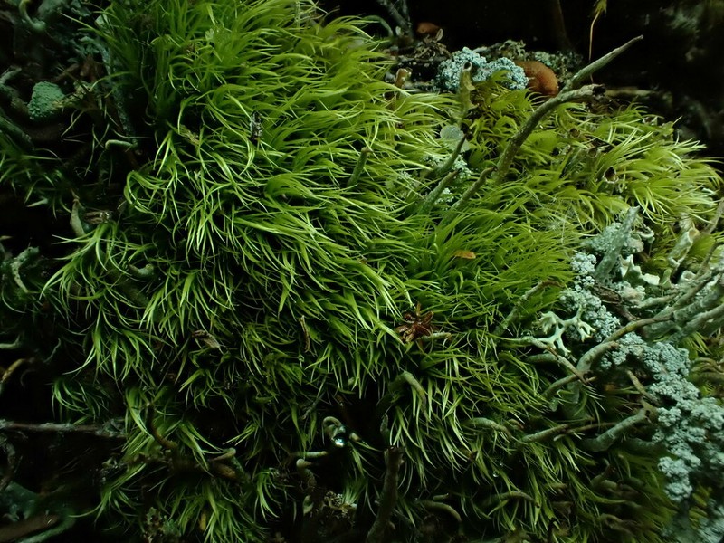 Paraleucobryum Moss photo 8