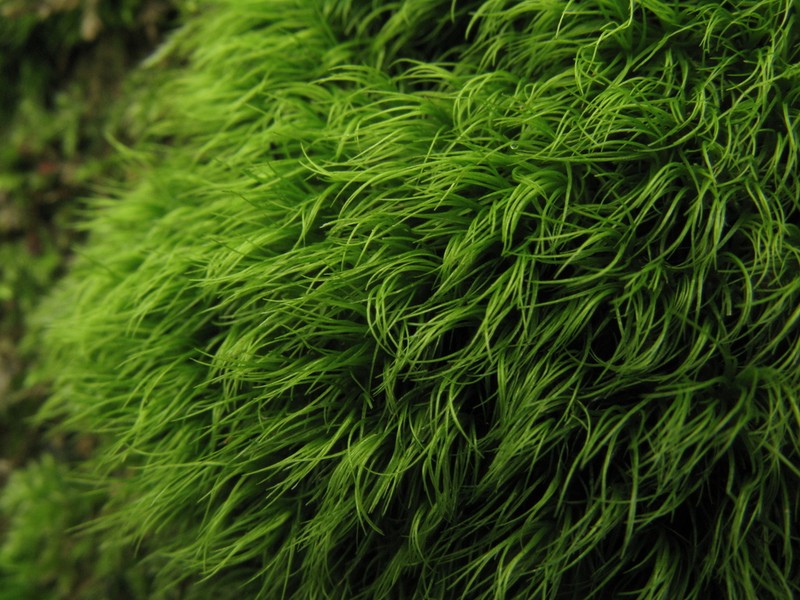Longleaf Paraleucobryum Moss photo 2