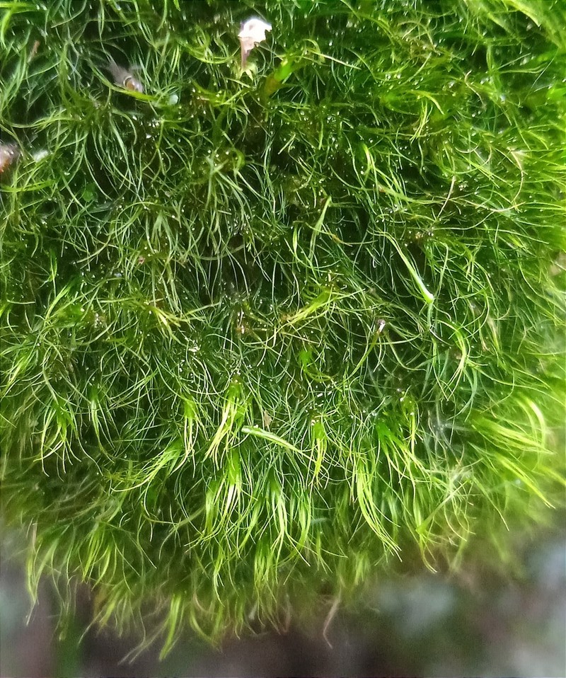Longleaf Paraleucobryum Moss photo 3