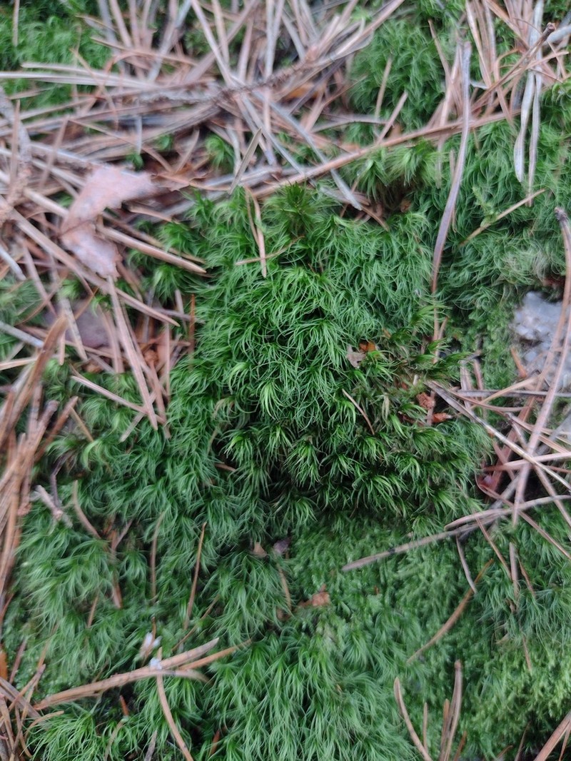 Longleaf Paraleucobryum Moss photo 4