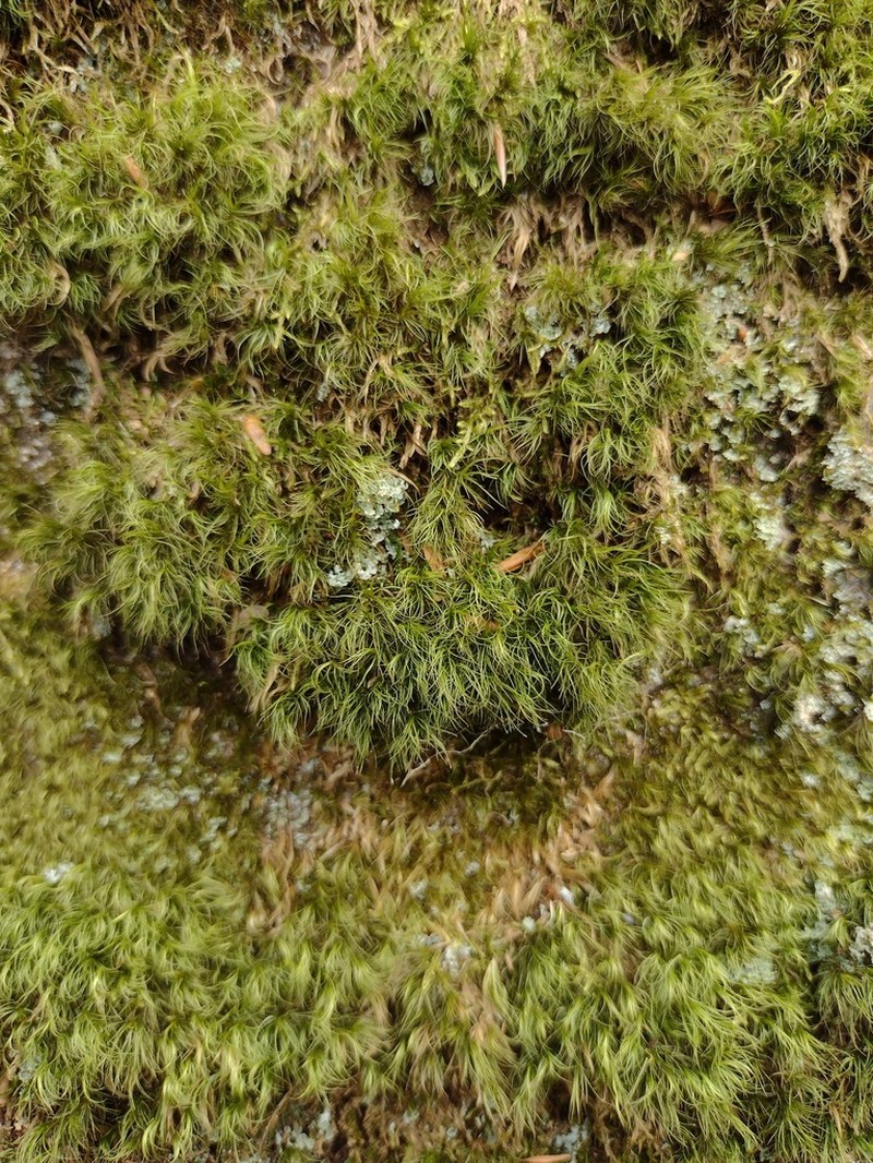 Longleaf Paraleucobryum Moss photo 5