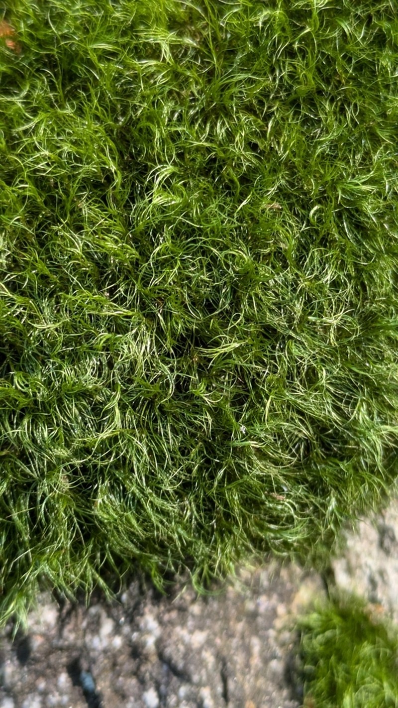 Longleaf Paraleucobryum Moss photo 6