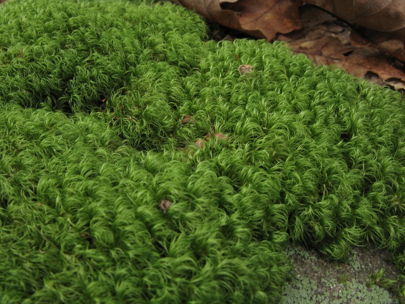 Longleaf Paraleucobryum Moss photo 7