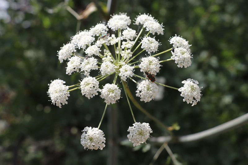 Paraligusticum discolor photo 2