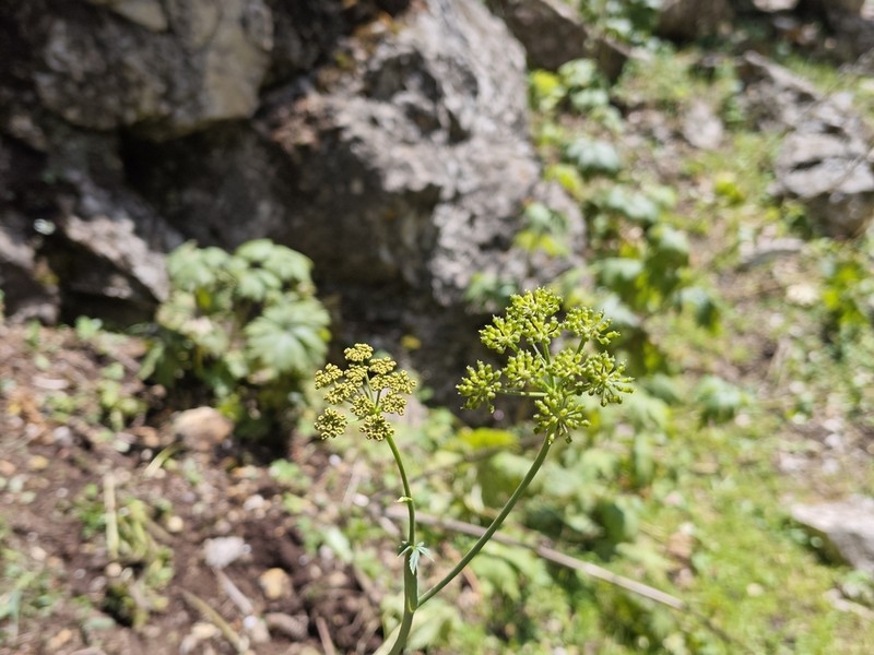 Paraligusticum discolor photo 3