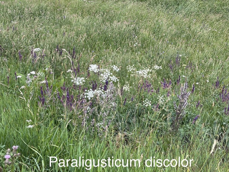Paraligusticum discolor photo 4