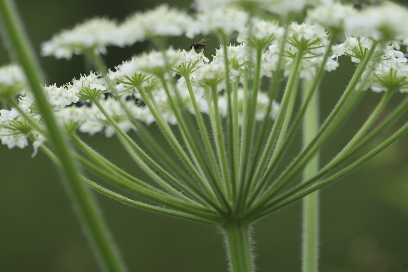 Paraligusticum discolor photo 8