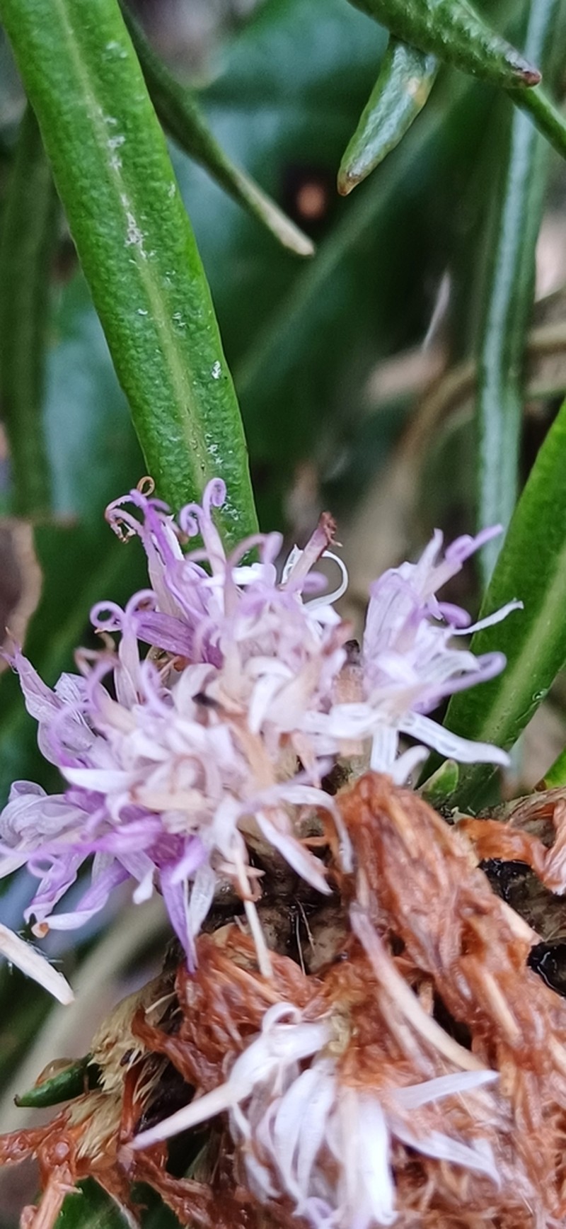 Paralychnophora atkinsiae