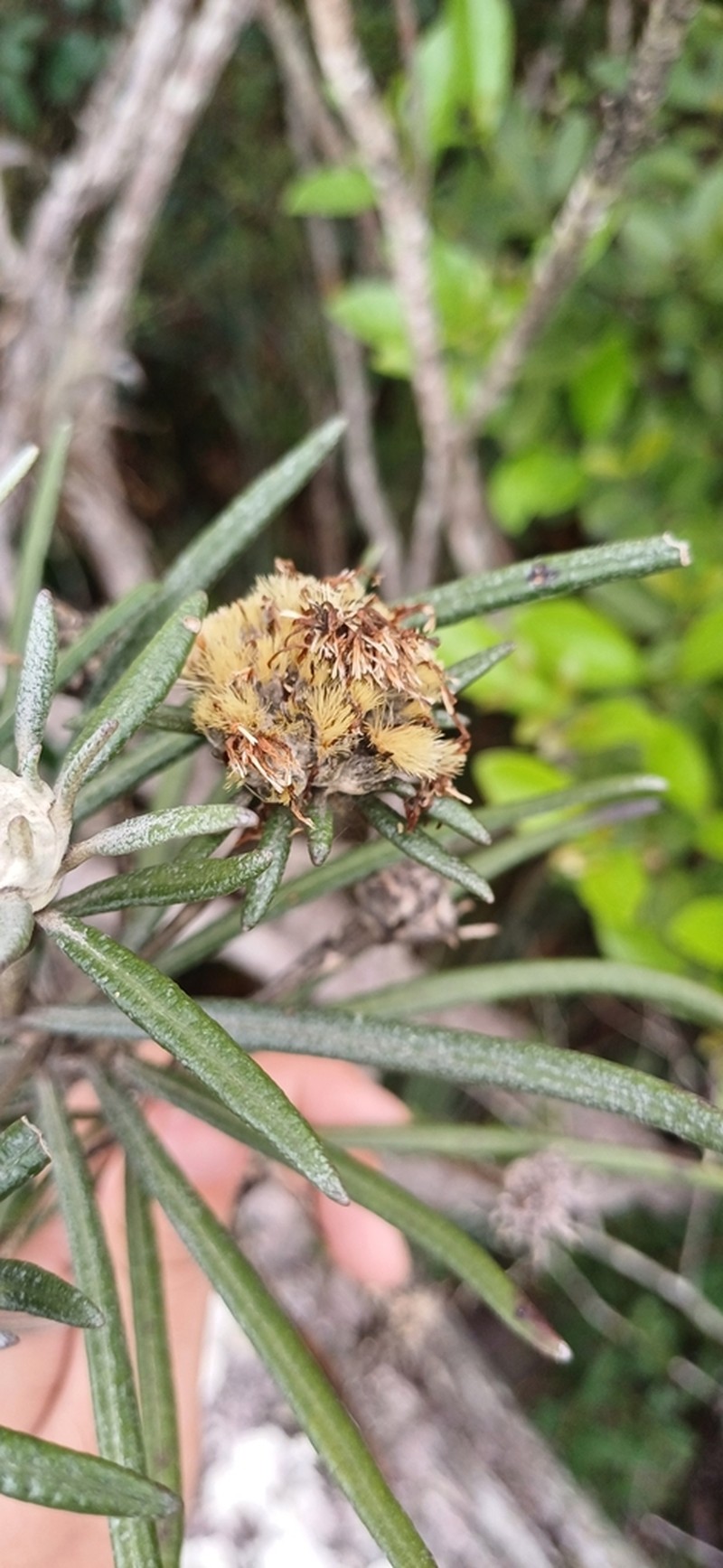 Paralychnophora atkinsiae photo 2