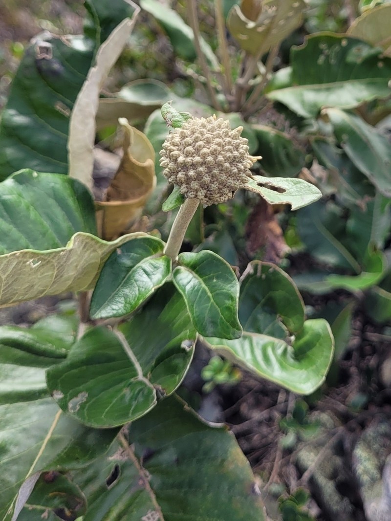 Paralychnophora bicolor