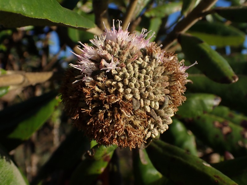 Paralychnophora bicolor photo 3
