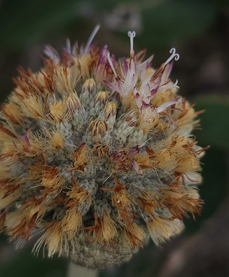 Paralychnophora bicolor photo 6