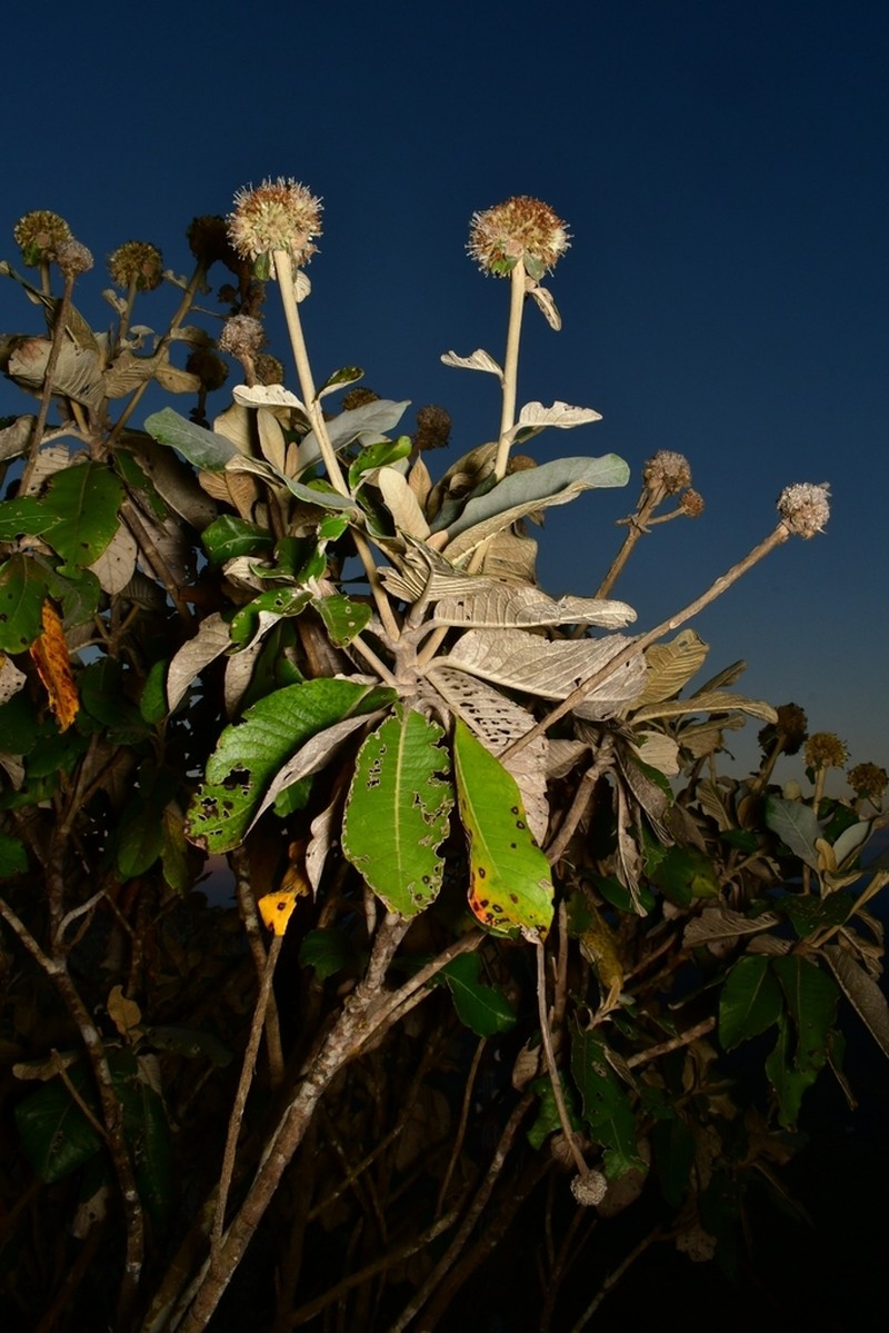 Paralychnophora glaziouana