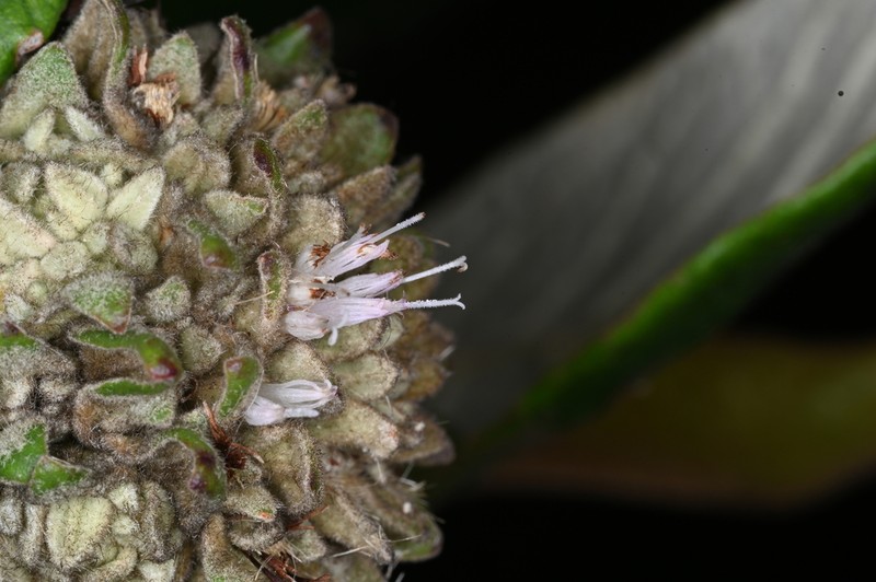 Paralychnophora harleyi photo 2