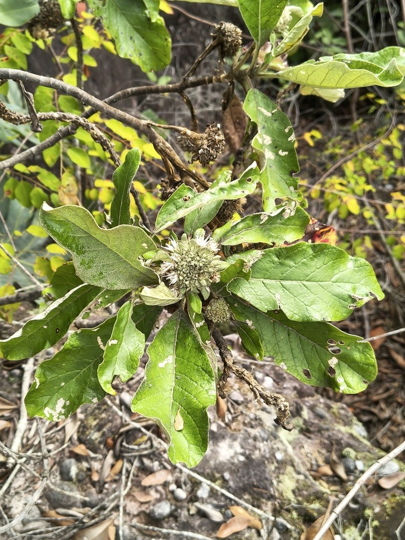 Paralychnophora harleyi photo 4