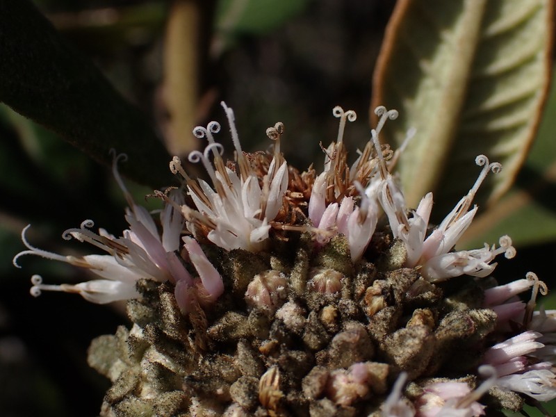 Paralychnophora harleyi photo 5