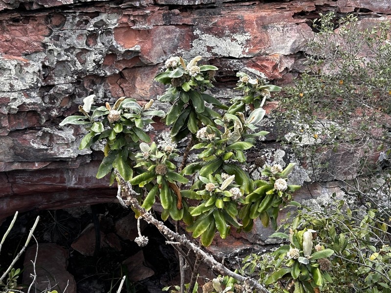 Paralychnophora reflexoauriculata photo 3