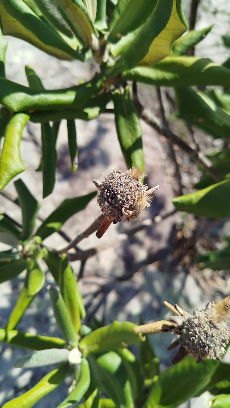 Paralychnophora reflexoauriculata photo 4