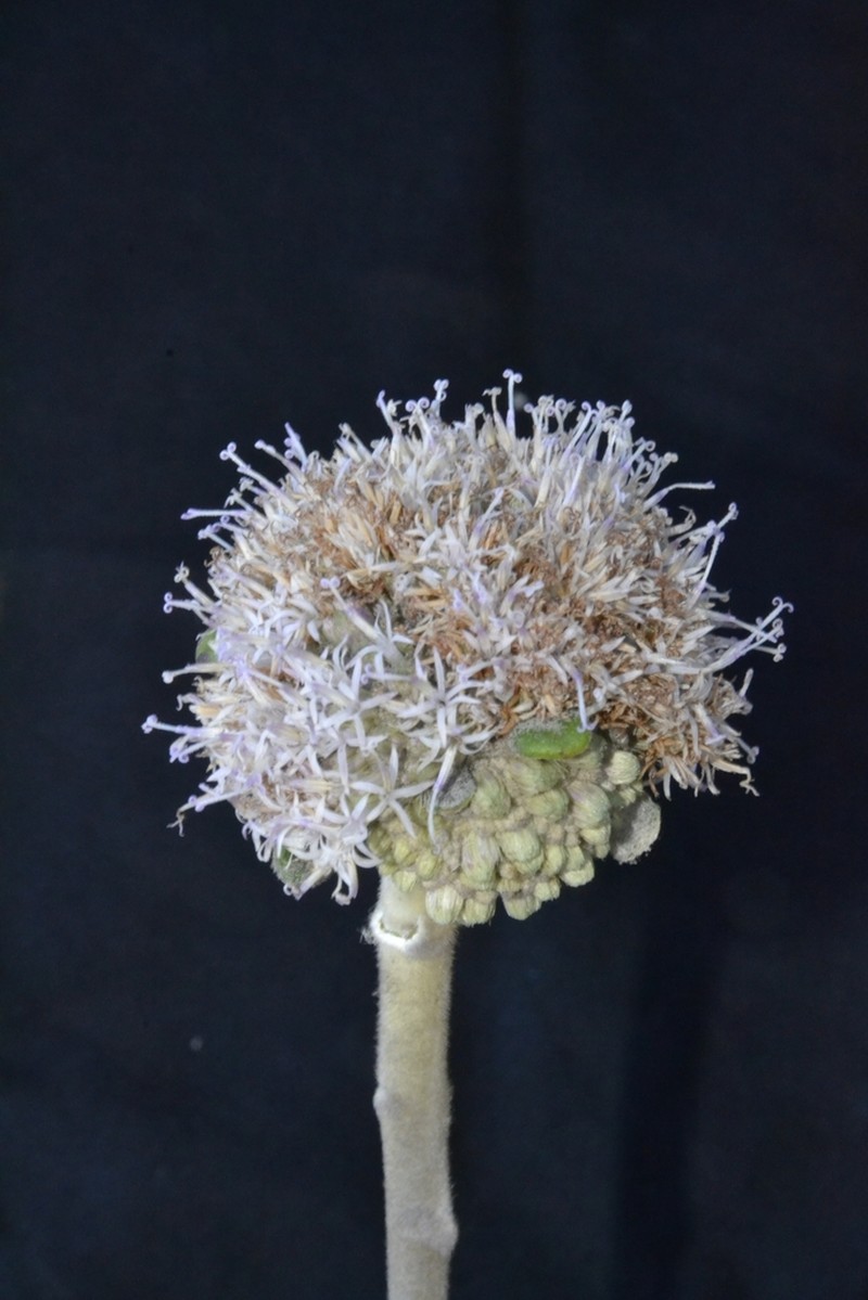 Paralychnophora reflexoauriculata photo 5