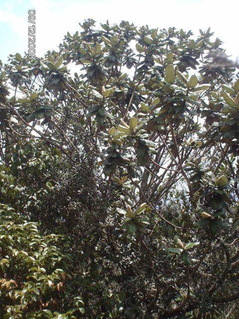 Paralychnophora reflexoauriculata photo 6