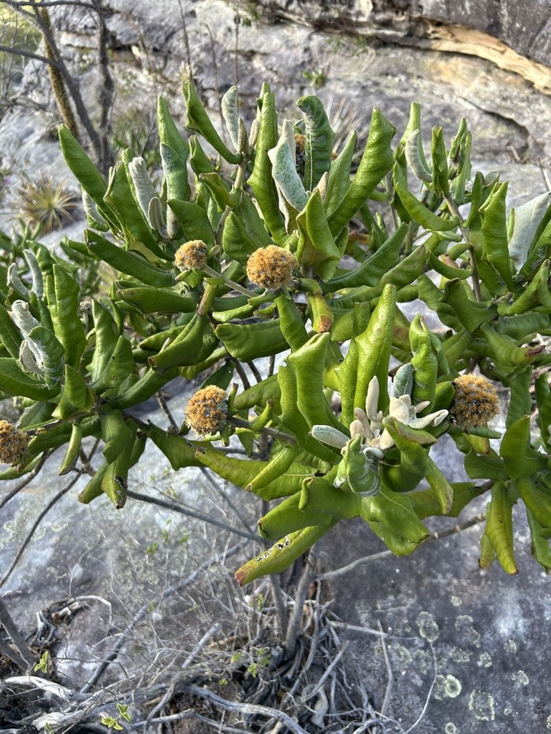 Paralychnophora reflexoauriculata photo 7