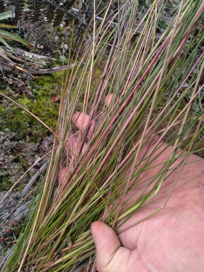Paramochloa effusa